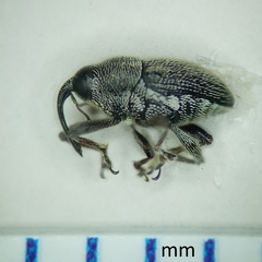 Linogeraeus capillatus