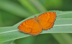 Ariadne ariadne