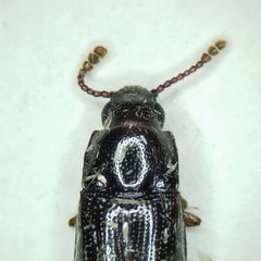 Pharaxonotha kirschii