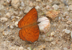 Ariadne specularia