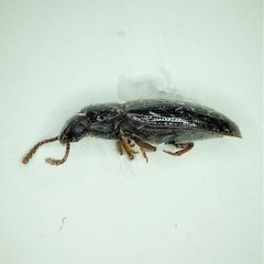 Pharaxonotha kirschii