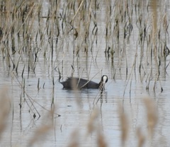 Fulica atra