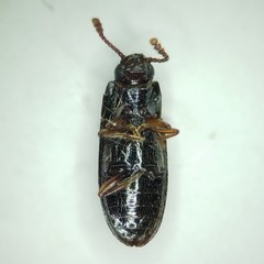 Pharaxonotha kirschii
