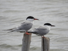 Sterna hirundo