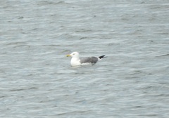 Larus fuscus barabensis