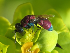 Chrysis viridula