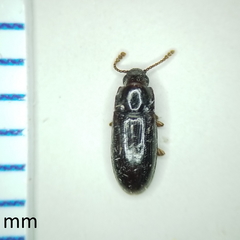 Pharaxonotha kirschii