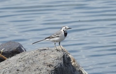 Motacilla alba
