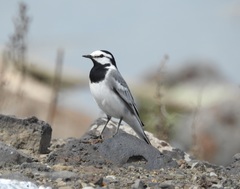 Motacilla alba