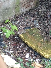 Rattus norvegicus