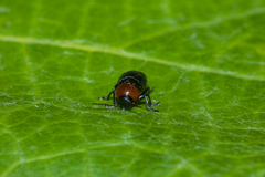 Cryptocephalus sanguinicollis