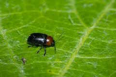 Cryptocephalus sanguinicollis