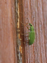 Polydrusus formosus