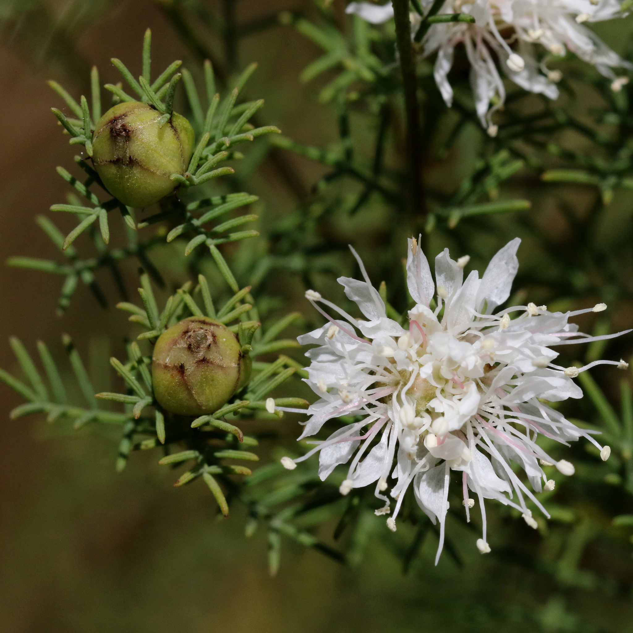 Dalea pinnata var. pinnata