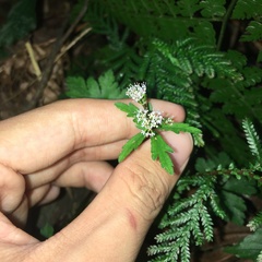 Sanicula petagnioides