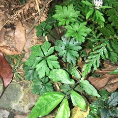 Sanicula petagnioides