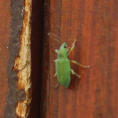 Polydrusus formosus