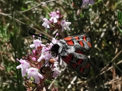 Zygaena rhadamanthus
