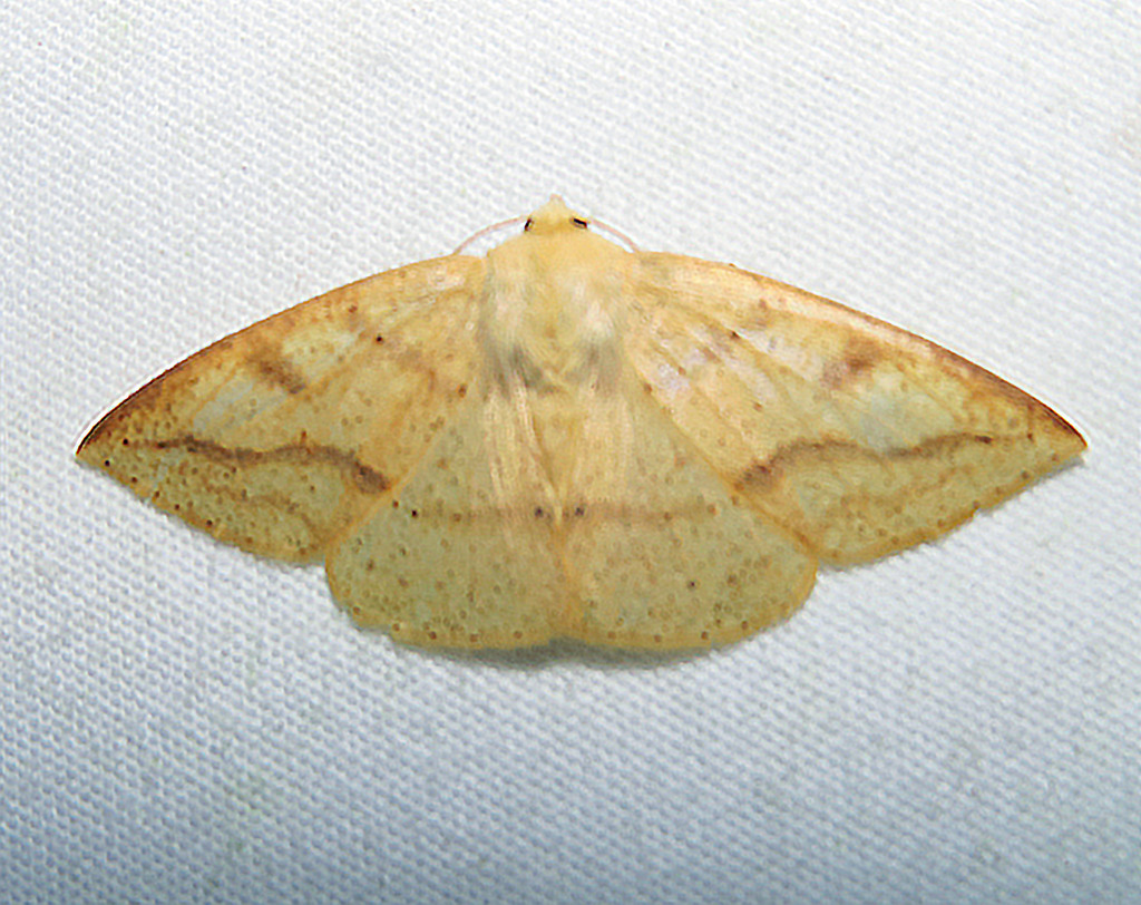 Cirsodes acuminata
