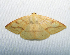Cirsodes acuminata