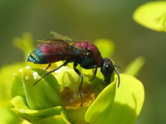 Chrysis viridula