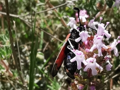 Zygaena rhadamanthus
