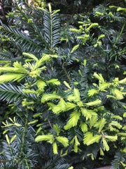 Taxus baccata