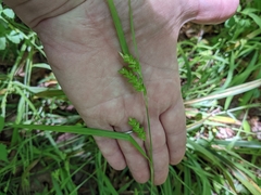Carex flaccosperma