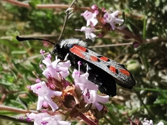 Zygaena rhadamanthus