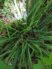 Carex flaccosperma