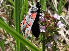 Zygaena rhadamanthus