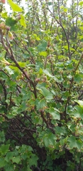 Ribes nigrum
