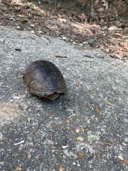 Kinosternon subrubrum