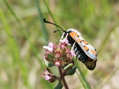Zygaena rhadamanthus