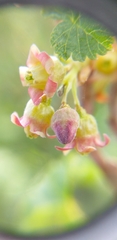 Ribes nigrum