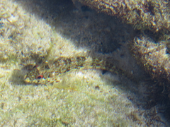Malacoctenus zonifer image
