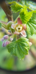 Ribes nigrum