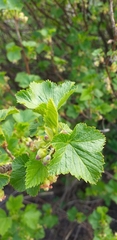 Ribes nigrum