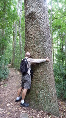 Araucaria bidwillii