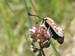 Zygaena rhadamanthus