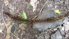 Araucaria bidwillii
