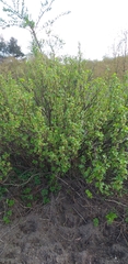 Ribes nigrum
