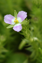 Mayaca fluviatilis