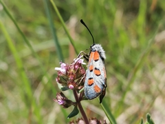 Zygaena rhadamanthus