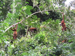 Alouatta macconnelli