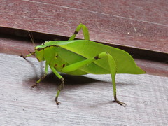 Cnemidophyllum lineatum