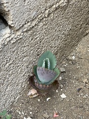 Kalanchoe fedtschenkoi