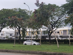 Lagerstroemia langkawiensis