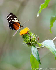 Heliconius hecale melicerta
