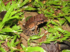 Leptodactylus knudseni